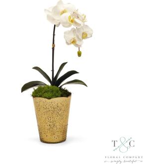 White Orchid in Gold Vintage Vase - 7L x 10W x 22H Floral Arrangement