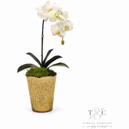 White Orchid in Gold Vintage Vase - 7L x 10W x 22H Floral Arrangement