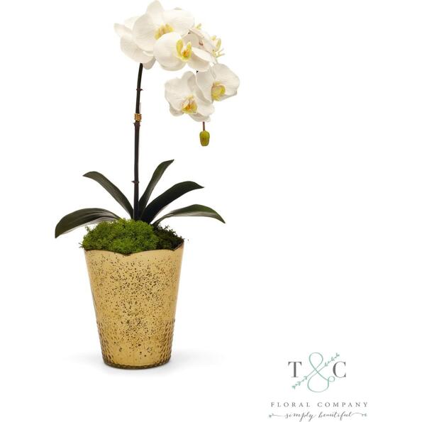 White Orchid in Gold Vintage Vase - 7L x 10W x 22H Floral Arrangement