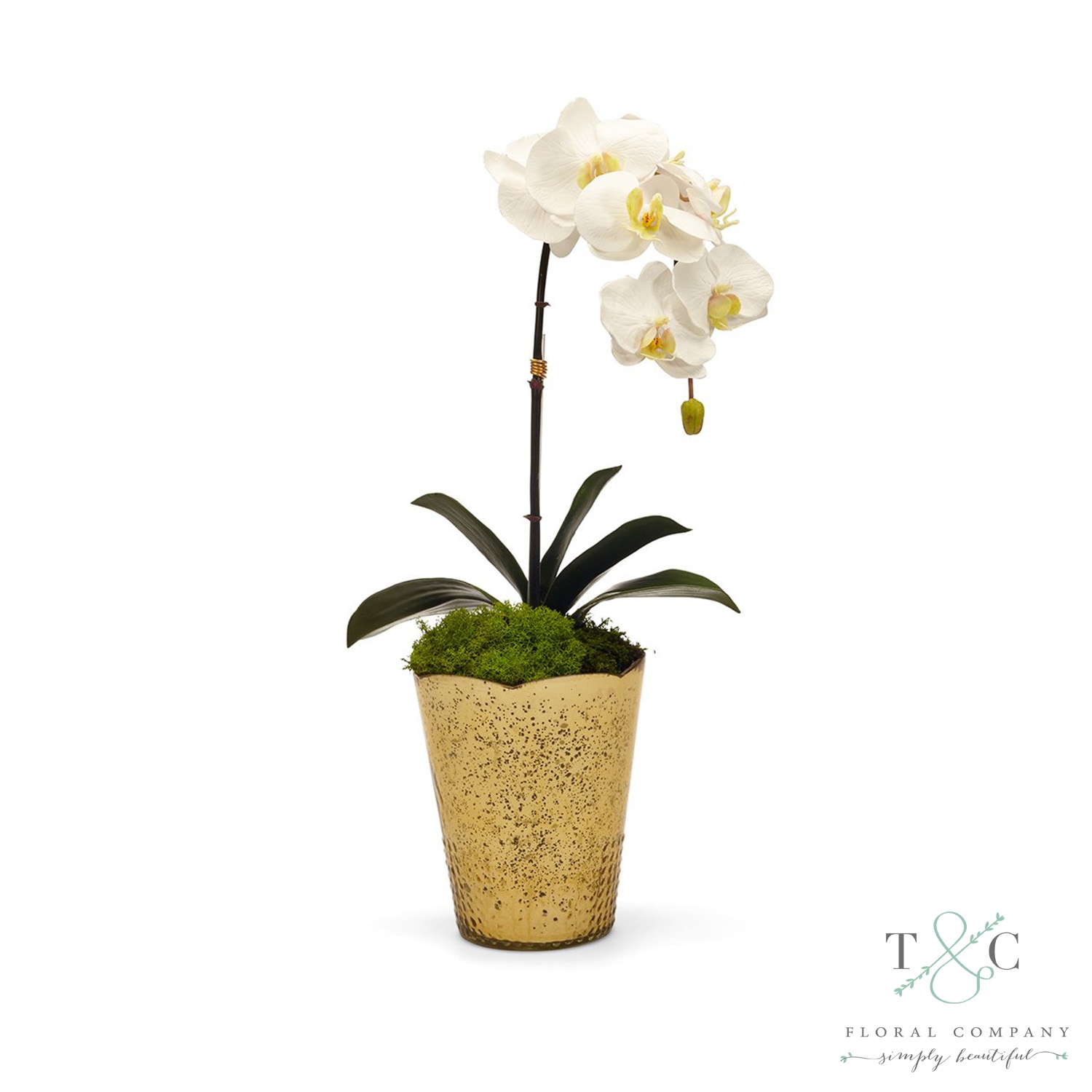 White Orchid in Gold Vintage Vase - 7L x 10W x 22H Floral Arrangement