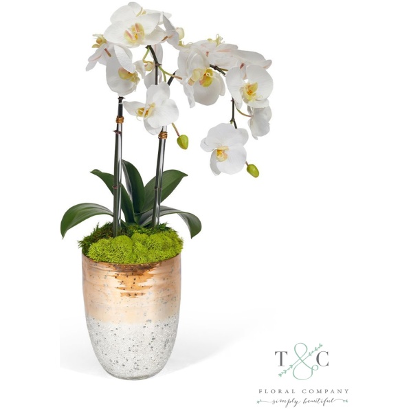 White Double Orchid In Champagne Gold Glass Container - 23L X 8W X 8H Floral Arrangement