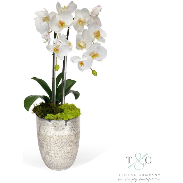White Double Orchid In Vintage Beehive Vase - 23L X 8W X 8H Floral Arrangement