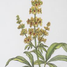 Wildflower Study-Leaf / Floral Art