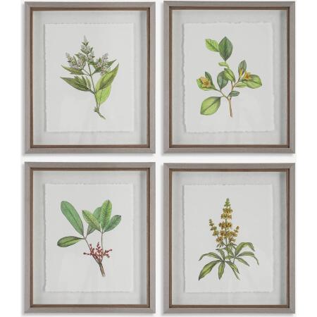 Wildflower Study-Leaf / Floral Art